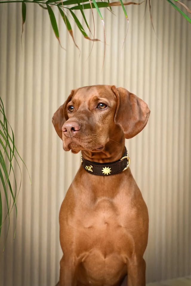 Dog Collar – Brown