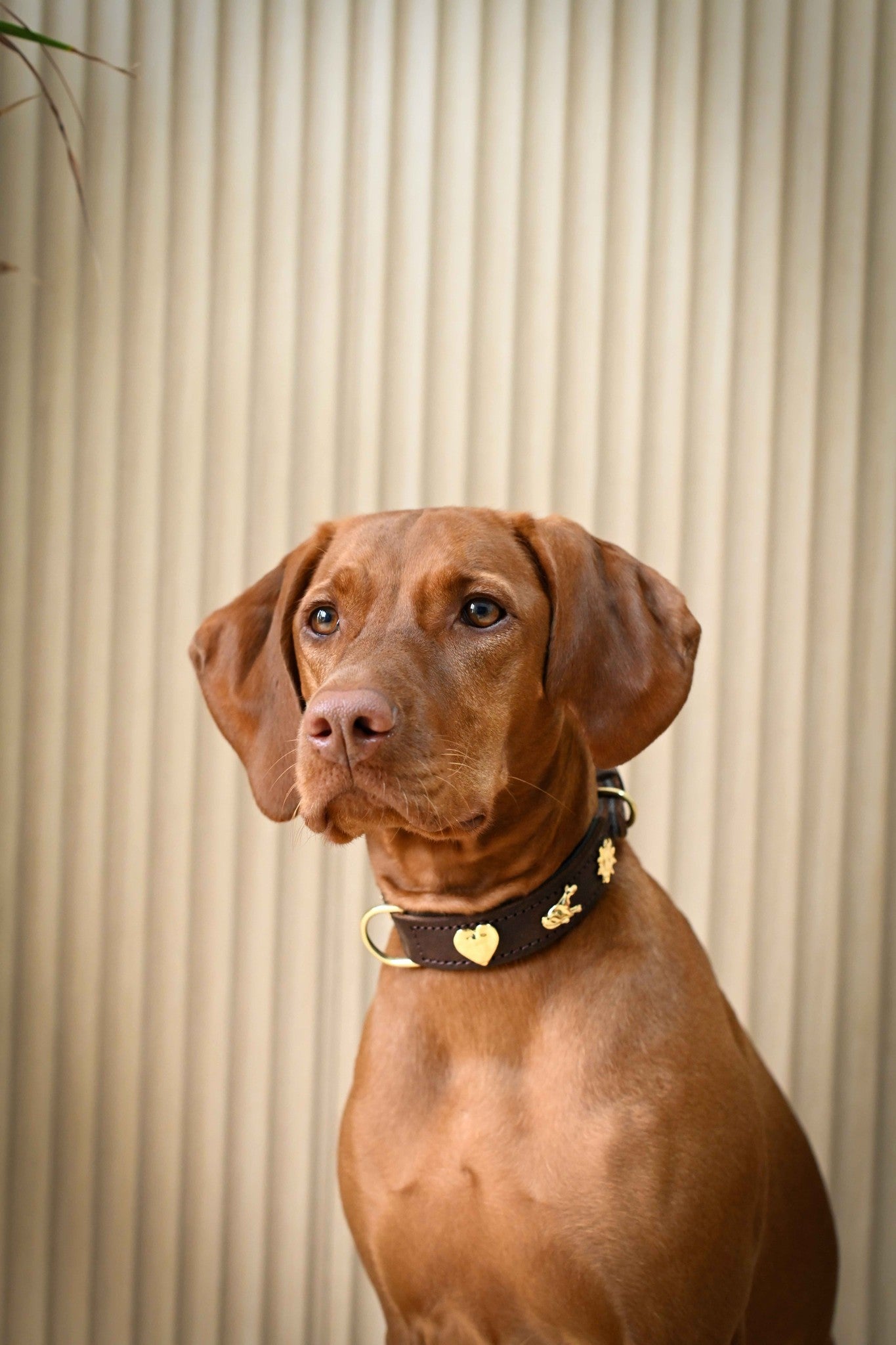 Dog Collar – Brown