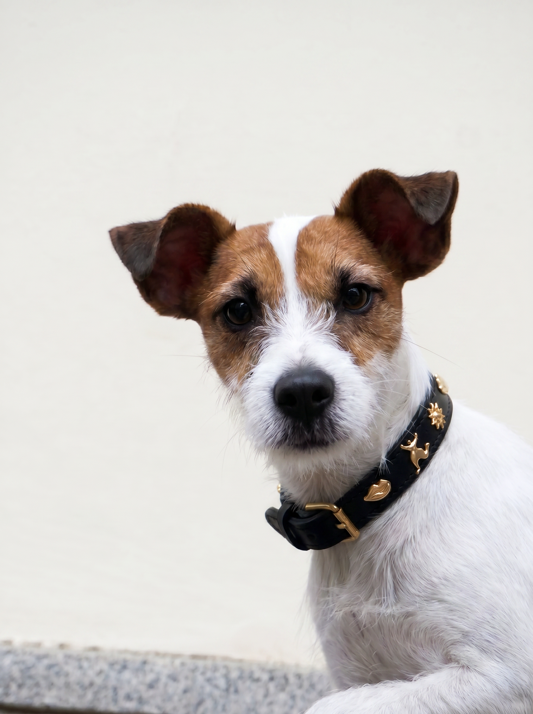 Dog Collar – Black